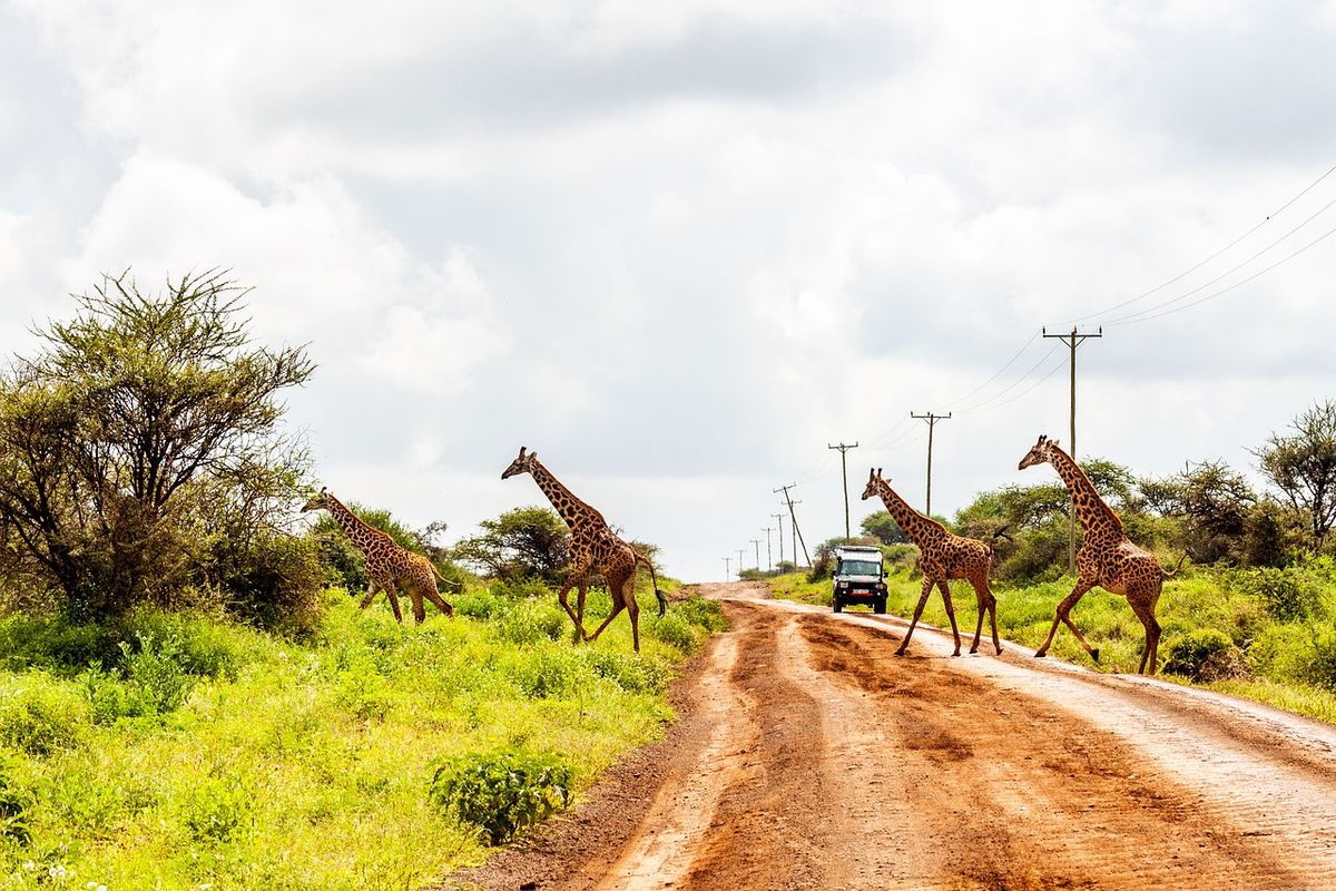 Tours and Safaris